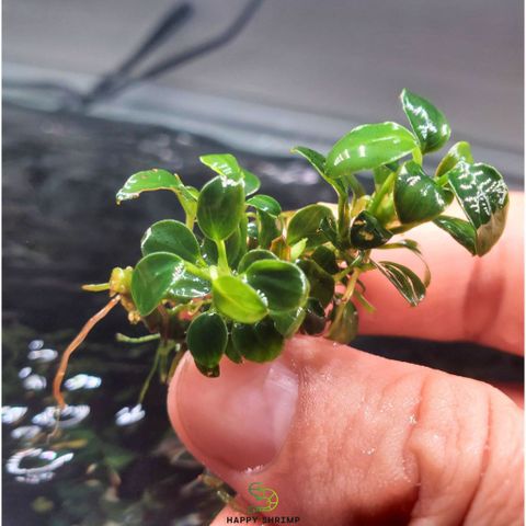 Ráy Nana Petite Sing Lá Nước - Cây Thủy Sinh Chăm Sóc Dễ Dàng, Phát Triển Chậm, Thích Hợp Bố Trí Tiền Cảnh Bể Cá