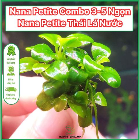 Ráy Nana Petite Lá Nước Thái - Combo 3 Ngọn & 5 Ngọn Cho Bể Cá - Cây Thủy Sinh Dễ Chăm Sóc, Phát Triển Chậm