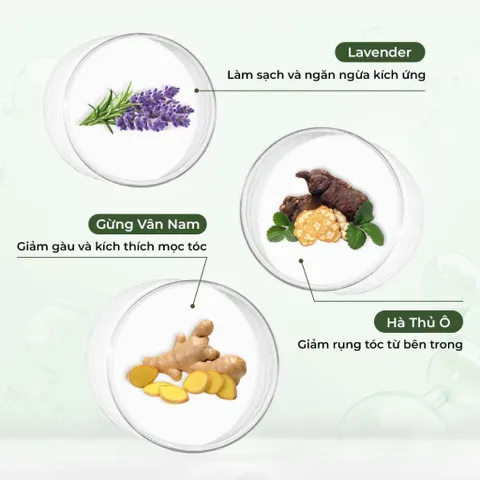 Cặp Dầu Gội Xả Weilaiya Gừng Hà Thủ Ô Dưỡng Đen 400ml - Phục Hồi Hư Tổn, Ngăn Rụng Tóc