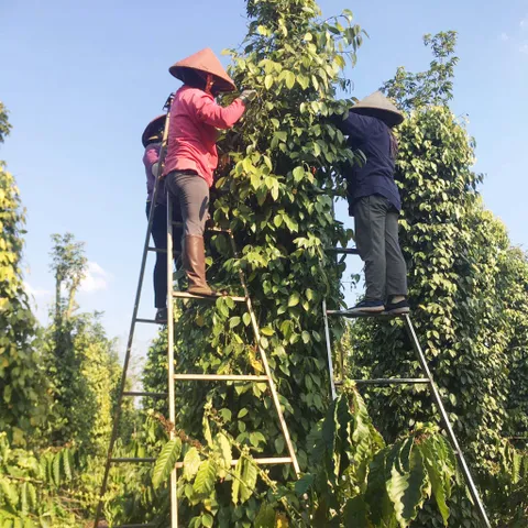 Tiêu Xay Nguyên Chất MACPEPPER - Gia Vị Cay Thơm Dùng Ngay Hộp 283g, Sản Phẩm An Toàn, Đậm Đà Hương Vị Cho Món Ăn