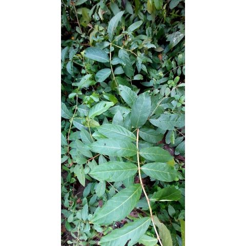 Lá Bằng Lăng Tươi 1kg - Chữa Nấm Da, Kháng Khuẩn, Hỗ Trợ Điều Trị Bệnh Tiểu Đường, Giao Hàng Nhanh Chóng
