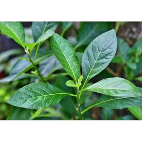 Lá Cây Mật Gấu Tươi 1kg - Hàng Tự Trồng Không Hóa Chất - Tươi Mới Hái Theo Đơn Đặt, Giao Hàng Nhanh chóng