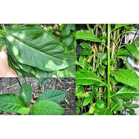 Lá Cây Mật Gấu Tươi 1kg - Hàng Tự Trồng Không Hóa Chất - Tươi Mới Hái Theo Đơn Đặt, Giao Hàng Nhanh chóng