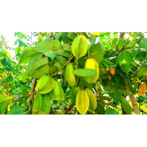 Lá Khế Tươi (Khế Chua) 1kg - Thực Phẩm Tự Nhiên, Thanh Nhiệt, Giải Nhiệt, Điều Trị Cảm Nắng, Mề Đay