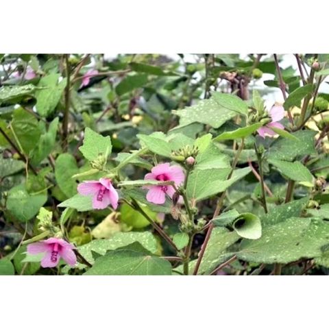 Ké Hoa Đào Tươi 1kg - Thảo Dược Trị Bệnh Nhiệt, Đau Xương, Vấn Đề Phụ Khoa, Hỗ Trợ Tiêu Hóa