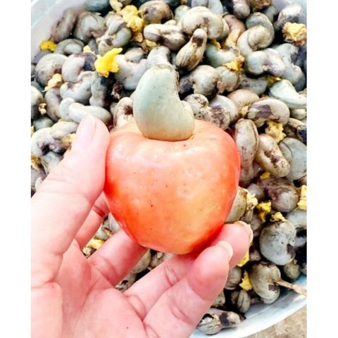 Hạt điều tươi ,Hạt Điều Giống( Đào Lộn Hột )1kg (hạt điều bình phước).