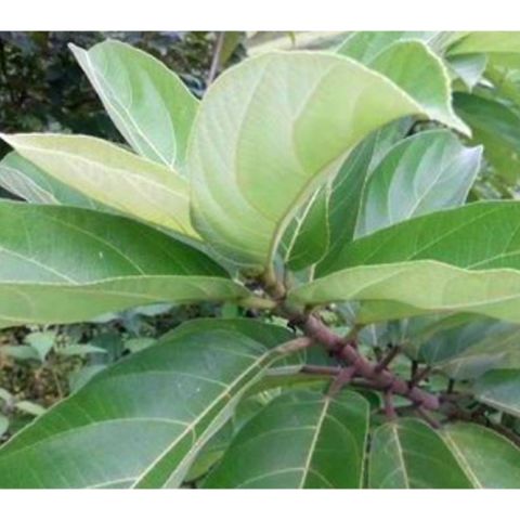 Lá Ngái Tươi 1kg - Thảo Dược Hỗ Trợ Tiêu Hóa, Giảm Đau Nhức, Lợi Sữa, Kháng Khuẩn, Chữa Bệnh Tự Nhiên