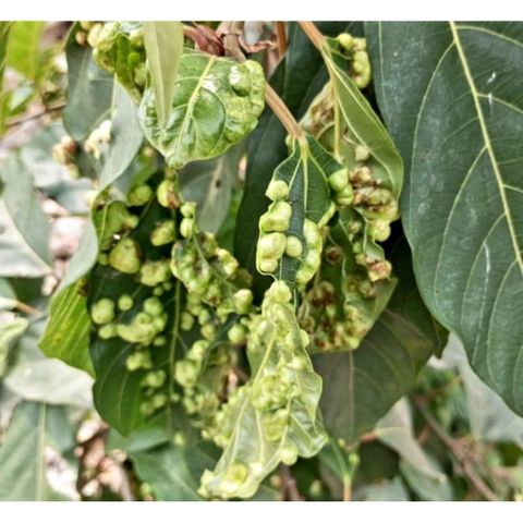 Lá Sung Tươi 1kg - Thực Phẩm Giảm Cân, Hỗ Trợ Tiêu Hóa và Bảo Vệ Gan, Giải Pháp Tự Nhiên Cho Sức Khỏe