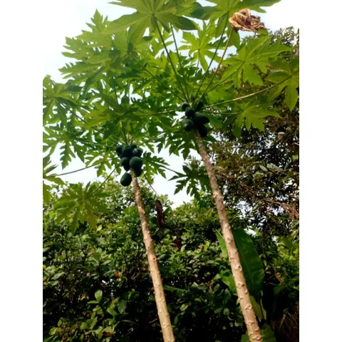 Đu Đủ Xanh Tươi Nhà Trồng 1kg - Thực Phẩm Tự Nhiên Hỗ Trợ Tiêu Hóa và Tăng Cường Miễn Dịch