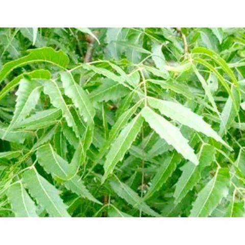 Lá Sầu Đâu Tươi 1kg - Hỗ Trợ Điều Trị Da Liễu, Cải Thiện Tiêu Hóa, Làm Đẹp Da, Kháng Khuẩn, Chống Viêm