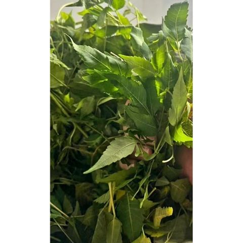 Lá Sầu Đâu Tươi 1kg - Hỗ Trợ Điều Trị Da Liễu, Cải Thiện Tiêu Hóa, Làm Đẹp Da, Kháng Khuẩn, Chống Viêm