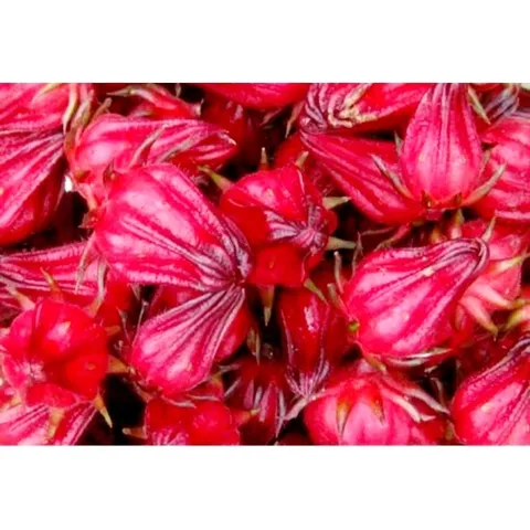 Hạt giống Atisô đỏ Bụp giấm - Hạt giống rau củ tự trồng, dễ chăm sóc, tăng năng suất cho khu vườn của bạn