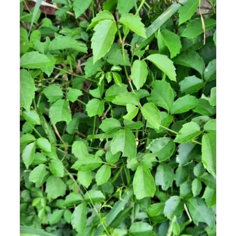 Dây Giác Tươi 1kg - Thực phẩm tự nhiên, hạ nhiệt, thanh nhiệt, giải độc, dùng cho trẻ em và trị gãy xương