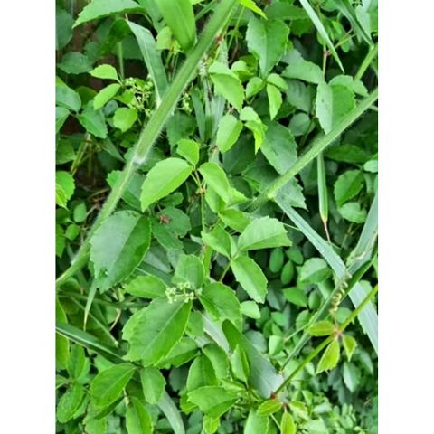 Dây Giác Tươi 1kg - Thực phẩm tự nhiên, hạ nhiệt, thanh nhiệt, giải độc, dùng cho trẻ em và trị gãy xương