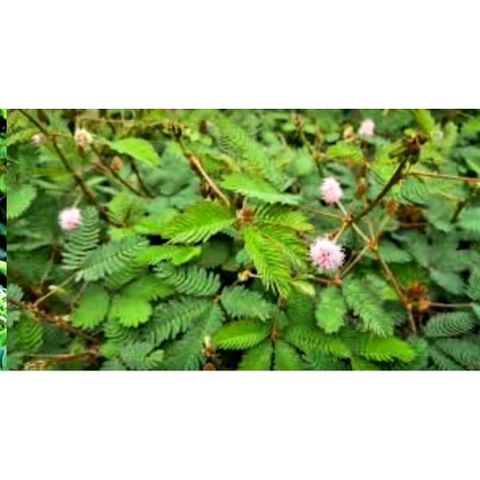 Cây Mắc Cỡ (Cây Xấu Hổ) Tươi 1kg - Thảo Dược Hỗ Trợ An Thần, Giảm Đau và Điều Trị Bệnh Xương Khớp, Tiêu Hóa