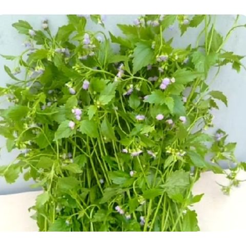 Cây Cứt Lợn Tươi 1kg - Thảo Dược Chữa Bệnh Viêm Xoang, Mụn Nhọt, Rong Huyết Sau Sinh, Giải Độc Nhanh chóng