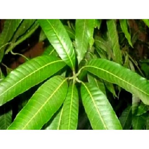 Lá Xoài Tươi 1kg - Giải Nhiệt, Chống Tiểu Đường và Sỏi Thận - Hàng Tiêu Dùng Tươi Sống, Giao Nhanh Hỏa Tốc