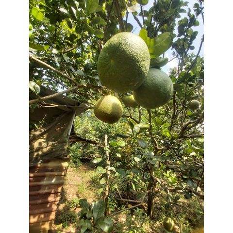 Bưởi chín cây nhà vườn Organic 3kg - Ngọt ngào, mọng nước, thu hoạch tươi ngon, an toàn cho sức khỏe