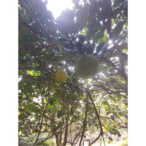 Bưởi chín cây nhà vườn Organic 3kg - Ngọt ngào, mọng nước, thu hoạch tươi ngon, an toàn cho sức khỏe