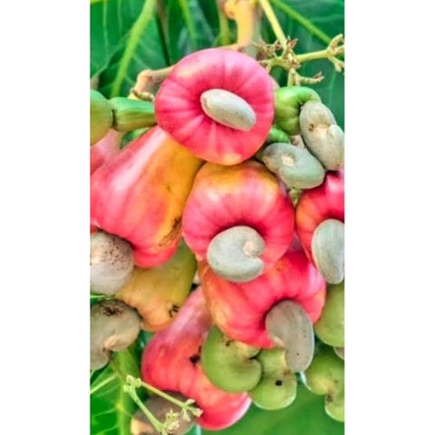 Lá Điều Đỏ Tươi 1kg - Rau Thảo Dược Chữa Bệnh, Hỗ Trợ Tiểu Đường, Kháng Khuẩn, Chất Xơ Tự Nhiên, Hàng Tiêu Dùng Tốt Cho Sức Khỏe