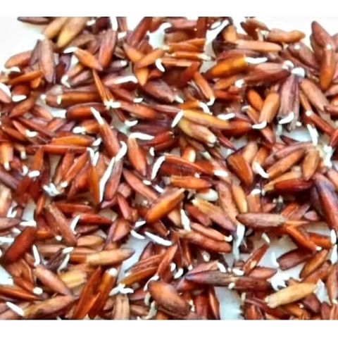 Hạt Giống Lá Giang - Giống Thực Phẩm Hữu Cơ Dễ Trồng, Mùa Vụ Quanh Năm, Khả Năng Nảy Mầm Cao