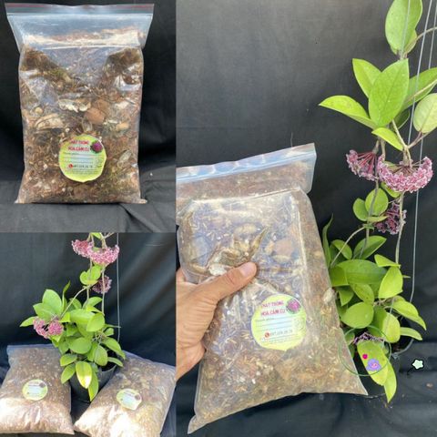 Giá Thể Trồng Hoya 0,5kg - Độ Ẩm 20% Cho Cây Giống và Cây Lớn - Phân Vi Sinh Thoát Nước Tốt, Phát Triển Rễ Mạnh Mẽ