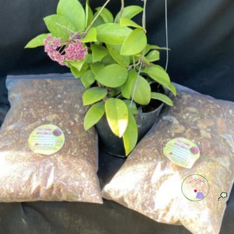 Giá Thể Trồng Hoya 0,5kg - Độ Ẩm 20% Cho Cây Giống và Cây Lớn - Phân Vi Sinh Thoát Nước Tốt, Phát Triển Rễ Mạnh Mẽ