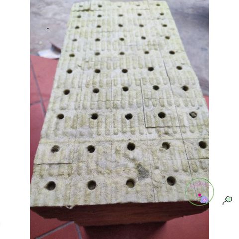 Gói 50 viên Giá Thể Rockwool Ươm Cây 38x38x50cm - Giải Pháp Gieo Hạt Tối Ưu Cho Thủy Canh và Khí Canh, Tỷ Lệ Nẩy Mầm Cao
