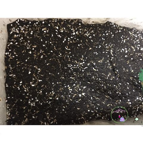 Đất Trồng Cây 5kg Pha Trộn Sẵn - Phân Vi Sinh, Vỏ Trấu & Phân Trùn Quế Cho Vườn Cây Tươi Tắn