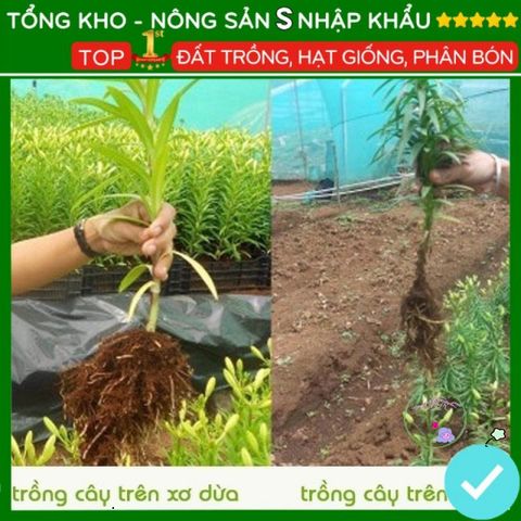 Viên Đất Nén Xơ Dừa Hữu Cơ - Vật Liệu Trồng Cây Sạch, Dinh Dưỡng Tự Nhiên, Giúp Phát Triển Khỏe Mạnh 500g