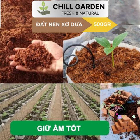 Bộ 10 Viên Nén Xơ Dừa Ơm Hạt Giống - Nở Gấp 8 Lần, Chậu Trồng Cây Trong Nhà Phố, Phù Hợp Với Khí Hậu Việt Nam