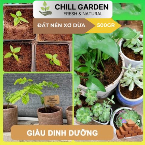Bộ 10 Viên Nén Xơ Dừa Ơm Hạt Giống - Nở Gấp 8 Lần, Chậu Trồng Cây Trong Nhà Phố, Phù Hợp Với Khí Hậu Việt Nam