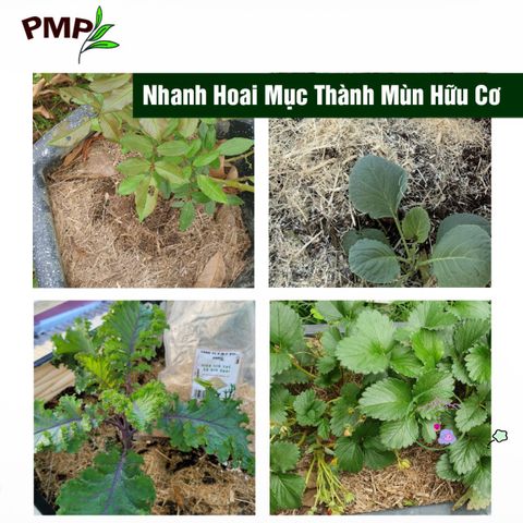 Vỏ Lạc Nghiền Hữu Cơ BIO PMP - Giá Thể Trồng Cây, Giữ Ẩm, Tăng Mùn, Phù Hợp Trồng Hoa Cảnh và Rau Sạch