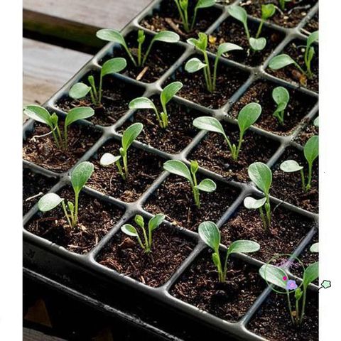 Peat Moss Nhập Khẩu 1kg - Giá Thể Ươm Hạt Giống Chất Lượng Cao, Giúp Hạt Nảy Mầm Nhanh và Cây Con Khỏe Mạnh