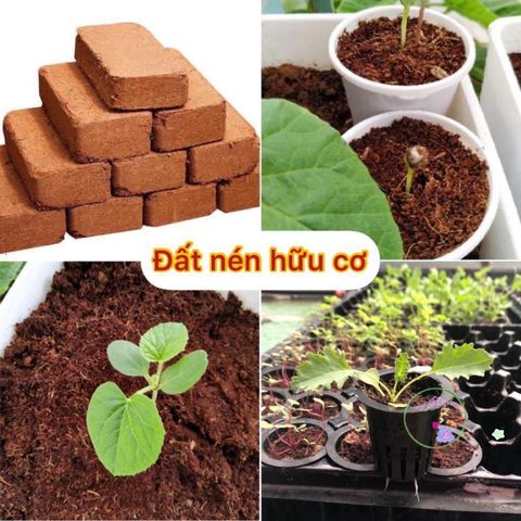 Viên Đất Nén Xơ Dừa Hữu Cơ 600g - Giá Thể Trồng Rau Sạch, Không Mầm Bệnh, Cung Cấp Dinh Dưỡng Tự Nhiên Rất Tốt