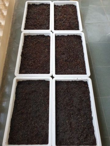 Bộ 20 Viên Phân Đất Trồng Cây Hữu Cơ Từ Xơ Dừa - Giúp Trồng Rau Sạch, Hoa Cảnh Dễ Dàng và An Toàn