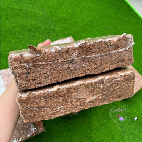 Bộ 10 Viên Nén Xơ Dừa Băm 500G - Giá Thể Trồng Cây Cảnh, Lan Hồ Điệp và Bonsai Hữu Cơ, Giữ Ẩm Tốt