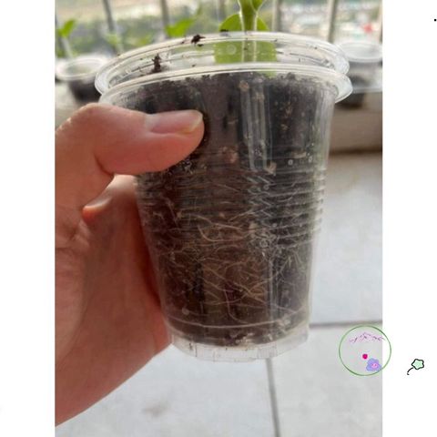 Hỗn Hợp Dinh Dưỡng Gieo Trồng Cây 1kg - Sơ Dừa, Trùn Quế, Peat Moss, Phân Supersoil - Giúp Cây Phát Triển Khỏe Mạnh