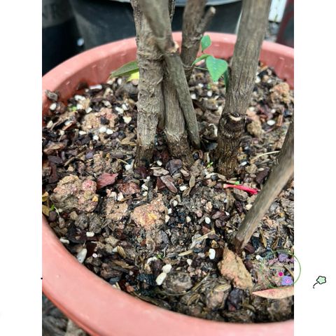 Hỗn Hợp Đất Dinh Dưỡng 5kg cho Cây Hoa và Cây Cảnh - Đất Trộn Tro Trấu và Xơ Dừa Perlite Tối Ưu Cho Sự Phát Triển Tốt Nhất