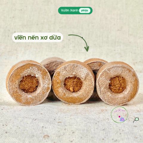Bộ Kit Ươm Hạt Mini Tự Trồng Cây - Quà Tặng Ý Nghĩa Chăm Sóc Cây Cảnh Đáng Yêu cho Người Yêu Thi-Nhiên