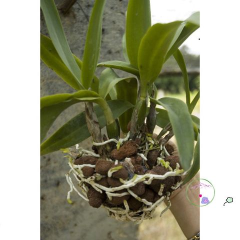 Viên Đất Sét Nung Thái Lan Siêu Nhẹ Cho Cây Cảnh – Sen Đá, Xương Rồng, Lan, Sứ, Gói 1 Lít, Đa Kích Cỡ, An Toàn cho Cây Trồng