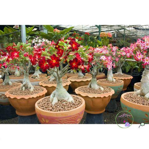 Viên Đất Sét Nung Thái Lan Siêu Nhẹ Cho Cây Cảnh – Sen Đá, Xương Rồng, Lan, Sứ, Gói 1 Lít, Đa Kích Cỡ, An Toàn cho Cây Trồng