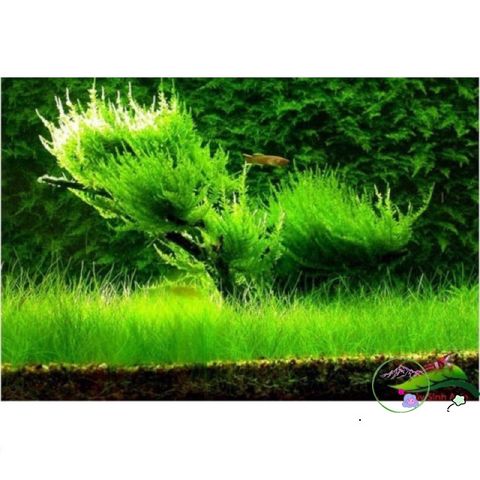 Gói Hạt Giống Cây Thủy Sinh Đa Dạng 8g - Trân Châu, Ngưu Mao Chiên, Cỏ Tình Yêu - Tạo Môi Trường Bể Cá Tươi Sống