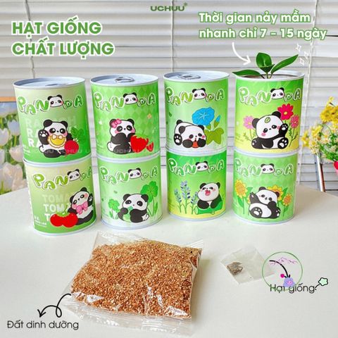 Bộ Hạt Giống UCHUU - Gieo Trồng Oải Hương, Hướng Dương, Dâu và Cà Chua Tại Nhà - Trải Nghiệm DIY Thú Vị Cho Mọi Người