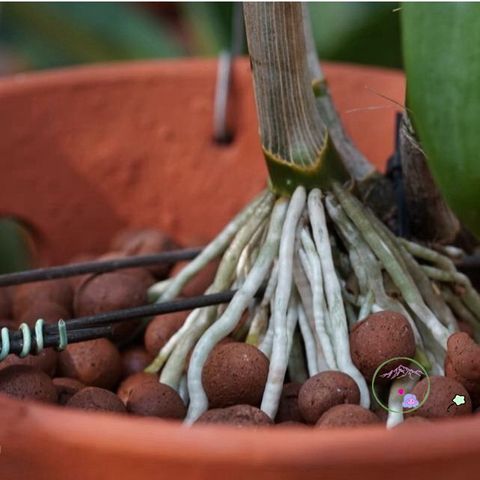 Đất Sét Nung Popper Thailand 1 Lít - Giá Thể Siêu Nhẹ cho Cây Cảnh, Bonsai, Sen Đá, Thủy Canh, Chậu Cảnh