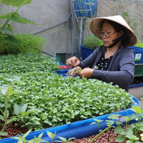 Đất Sét Nung Popper Thailand 1 Lít - Giá Thể Siêu Nhẹ cho Cây Cảnh, Bonsai, Sen Đá, Thủy Canh, Chậu Cảnh
