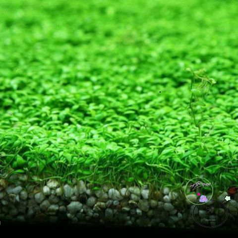 Hạt Giống Trân Châu Thủy Sinh - Khởi Đầu Hành Trình Trồng Cây Thủy Sinh Tươi Sáng Cho Môi Trường Nước Tự Nhiên