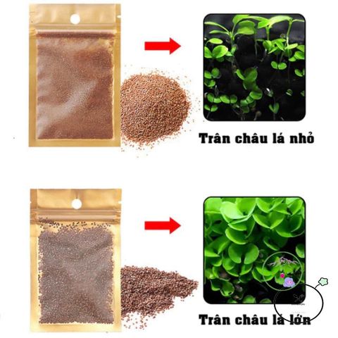 Hạt Giống Trân Châu Thủy Sinh - Khởi Đầu Hành Trình Trồng Cây Thủy Sinh Tươi Sáng Cho Môi Trường Nước Tự Nhiên