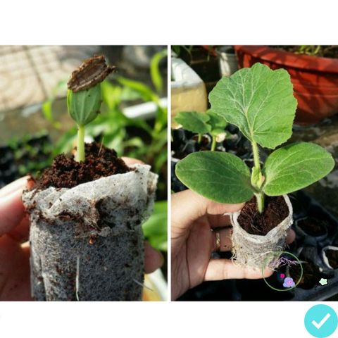 Gói Combo Viên Nén Ơm Hạt Giống - Tặng 5 Gói Hạt Giống Đất Nén Xơ Dừa Giúp Cây Phát Triển Mạnh Mẽ, Giữ Ẩm Tối Ưu