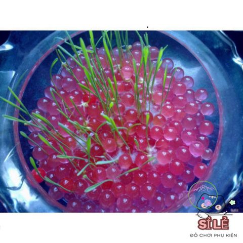 Hạt Tinh Thể Thủy Sinh 10g - Hạt Nở Đa Màu Sắc Trang Trí Cây Cảnh - An Toàn Để Sử Dụng Trong Nhà